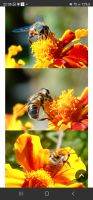 Samen von Tagetes Bienenweide Studenten  Blume  Samen Niedersachsen - Nörten-Hardenberg Vorschau