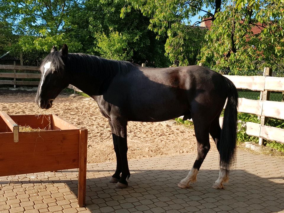 Beistellpferd in Oberschwarzach