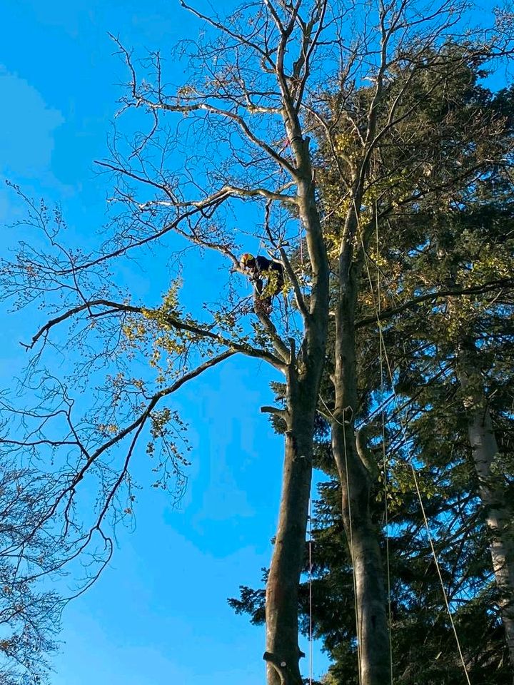 Baumpflege/Baumfällung/Baumschnitt/Obstbaumschnitt/Baumkontrolle in Friedland