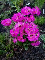 Rosenprimel Primula rosea Rosen-Primel Rosen-Schlüsselblume Hessen - Liebenau Vorschau