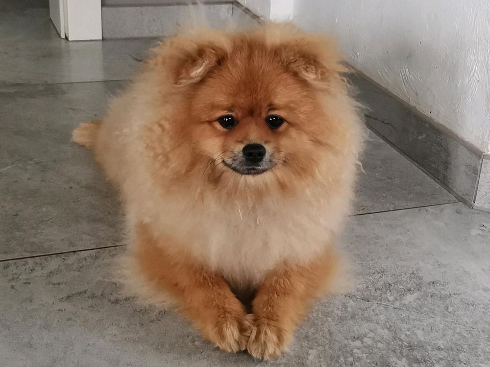 Wunderschöne Pomeranian Zwergspitze mit Stammbaum. in Berge