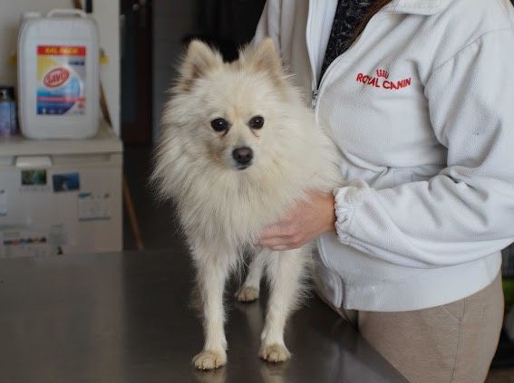 Gwendy Spitz Mix Hündin in Burgsinn