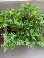 Pflanzen Balkon/ Garten Studentenblumen 4 Stück 1 Euro Berlin - Schöneberg Vorschau
