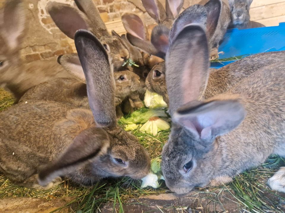 Deutsche Riesen Kaninchen in Bitterfeld