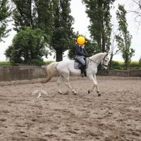 Reitbeteiligung, Pferd sucht Reiter Nordrhein-Westfalen - Willich Vorschau