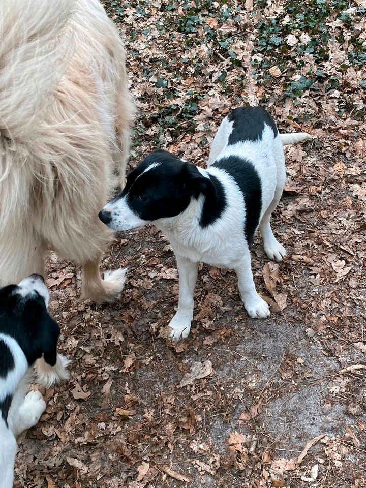 Milla : 4 1/2 Monate alte Zaubermaus ❤️ in Bispingen