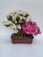 Bonsai - Azalee Satsuki Kagetsu Bayern - Lindau Vorschau