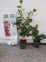 4 x Pflanzen Kamelie Rot  japonica blumen stämmchen Hessen - Wetzlar Vorschau