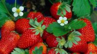 Selbstpflücke Erdbeeren geöffnet Brandenburg - Altlandsberg Vorschau