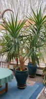 Div. Pflanzen (Yucca, Olive, Banane, Agave,..) inkl. Pflanzkübel Hessen - Kirchheim Vorschau