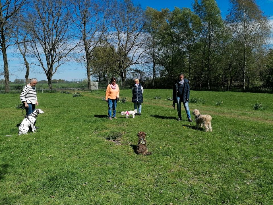 Hundegruppe - Social Walk und vieles mehr in Drochtersen