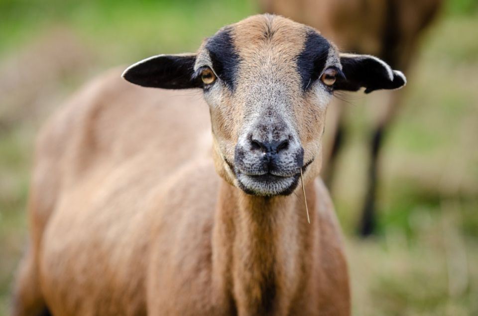 Kamerun-Schafe - BIO-zertifiziert in Ottobeuren