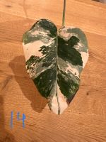 Monstera variegata Ableger (teilweise bewurzelt) Niedersachsen - Osnabrück Vorschau