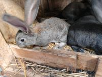 Kaninchen junge Niedersachsen - Bunde Vorschau