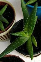 Aloe Vera, Grünpflanze Thüringen - Altenburg Vorschau