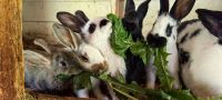 Kaninchen abzugeben Sachsen - Burkau Vorschau