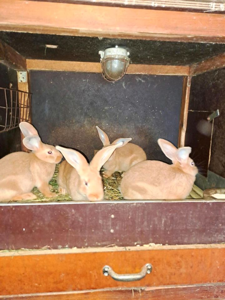 Burgunder Kaninchen in Harsewinkel