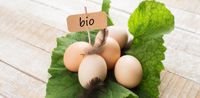Bio Eier von freilaufenden Hühnern Nordrhein-Westfalen - Witten Vorschau
