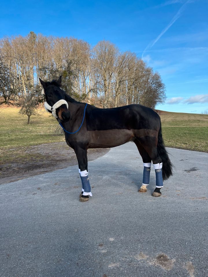 Jungpferd zur Verfügung / Dressur in Murrhardt