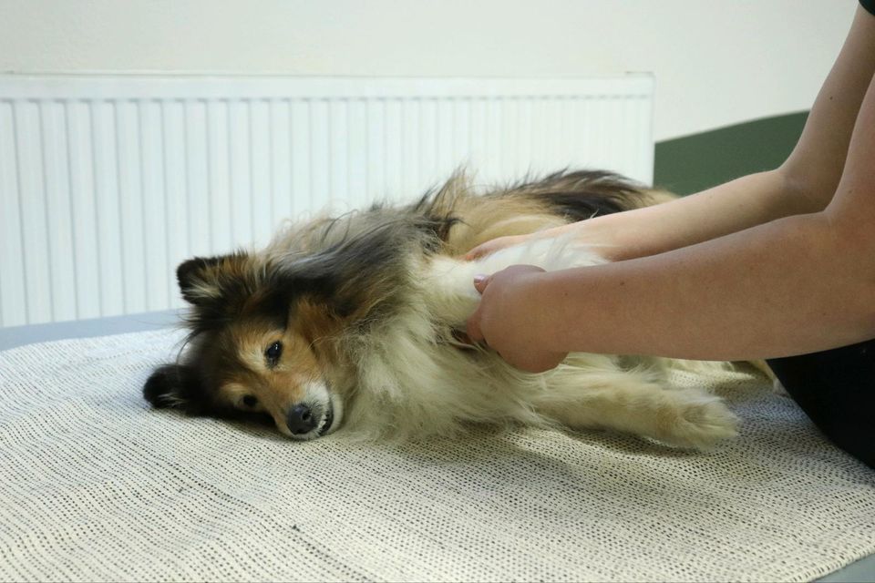 Hundephysiotherapie in Hussenhofen in Schwäbisch Gmünd