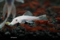 L144 Welse Ancistrus Snow White short fin (Longfin Gene) Nordrhein-Westfalen - Löhne Vorschau