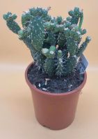 Opuntia Feigenkaktus Brandenburg - Bernau Vorschau