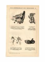 ANTIKE BILDTAFEL – 1902 - ANATOMIE - GEHÖRORGAN - MEATUS ACUSTICU Berlin - Mitte Vorschau