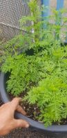 Chinesischer Beifuß Artemisia annua Brandenburg - Senftenberg Vorschau