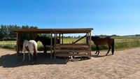 2 Plätze für Pony/ Rehepony Dresden - Cotta Vorschau