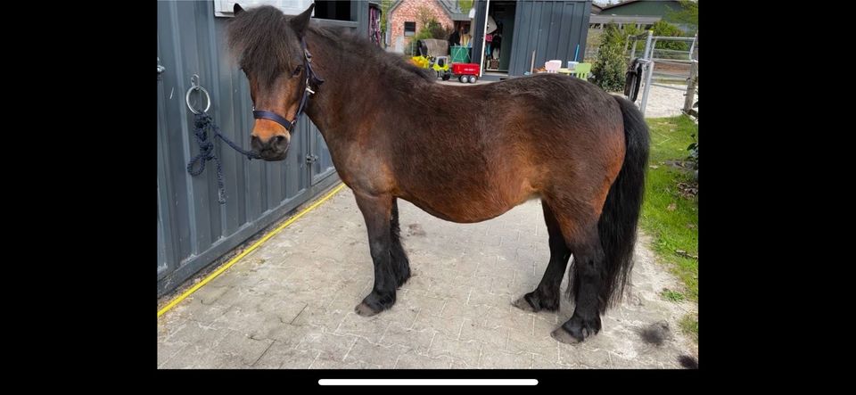 Offen Stall, Stellplatz, Mini Pony in Delmenhorst