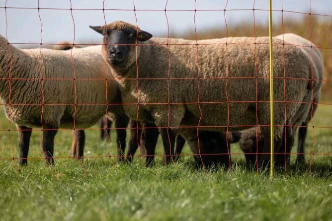 Aktion! Schafzaun Staffelpreise, Schafnetz, Weidenetz, Steckzaun in Engelsberg