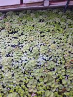 Wasser Pflanzen Aquarium wasserlinsen Froschbiss Mecklenburg-Vorpommern - Wismar Vorschau