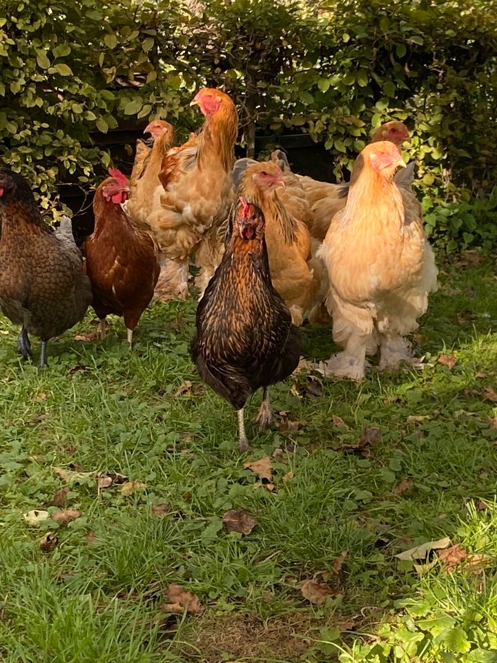 Goldsperber Hühner kaufen| Legehennen| Geflügel| Junghennen in Rietberg