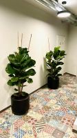 Ficus inkl. Blumenkübel schwarz Pflanze Blume Nordrhein-Westfalen - Dülmen Vorschau