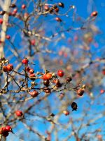 Suche: Baum- und/oder Astschnitt, Baumstämme, Äste, unbehandelt Hessen - Willingen (Upland) Vorschau