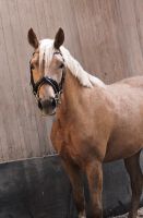 Deutsches Reitpony Stute 3 Jahre Sachsen-Anhalt - Blankenburg (Harz) Vorschau