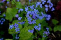 Gedenkemein Nabelnüsschen Omphalodes Schatten-Staude Bodendecker Hessen - Liebenau Vorschau