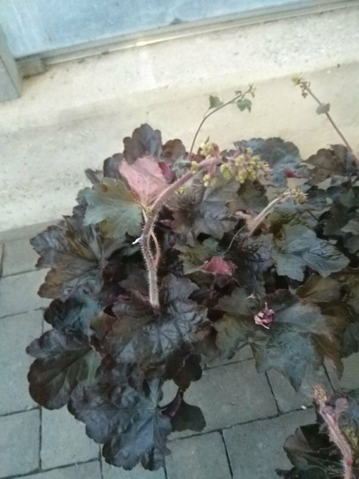 Silberglöckchen / Heuchera micrantha Purple Petticoats / Staude in Bocholt