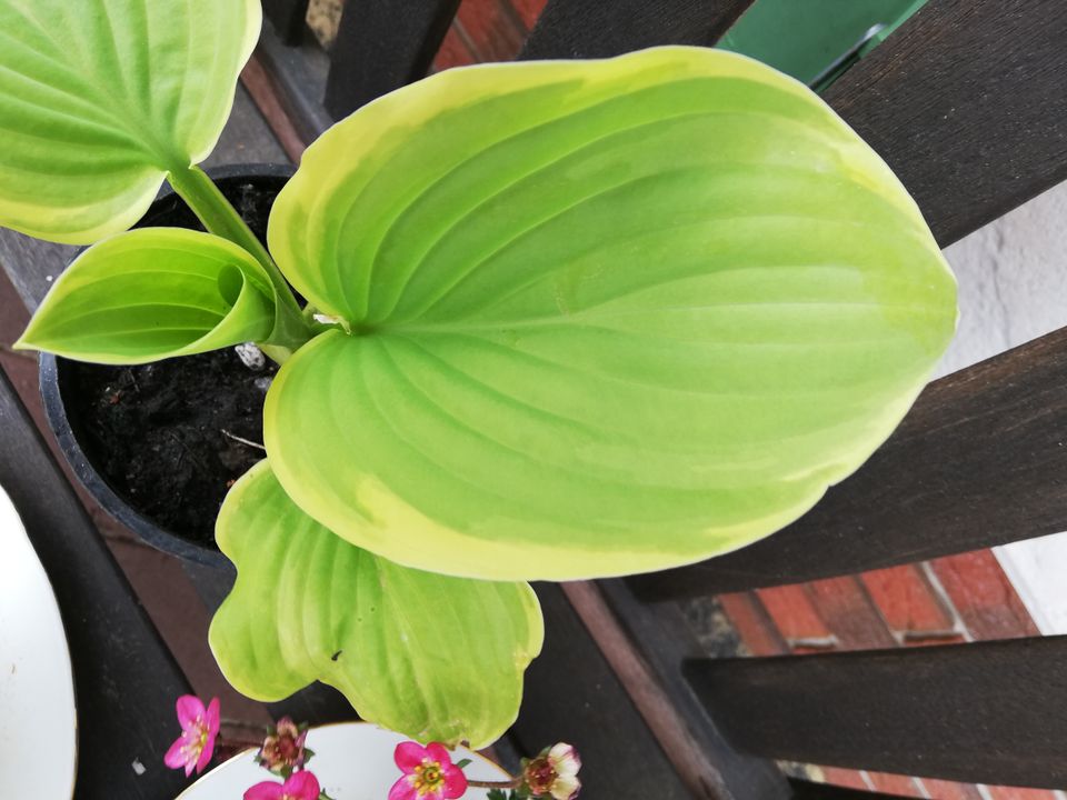 Bergenie,Lungenkraut,Maiglöckchen,Mutterkraut,Eisenhut,Hosta in Lichtenfels