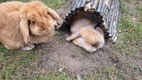 DRINGEND 2 süße Kaninchen in gute Hände abzugeben Nordrhein-Westfalen - Bergisch Gladbach Vorschau