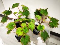 Seltene Lyallii madagassische Begonia Begonie Pflanze Essen - Karnap Vorschau