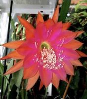 Blattkaktus Epiphyllum seltene Farben Bayern - Eichendorf Vorschau