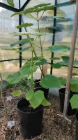 Paulownia - Blauglockenbaum ( Preis VB) Hessen - Fronhausen Vorschau