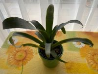 Agave mit grünem Keramik- Übertopf, Höhe 32 cm, zusammen 5 € Baden-Württemberg - Filderstadt Vorschau