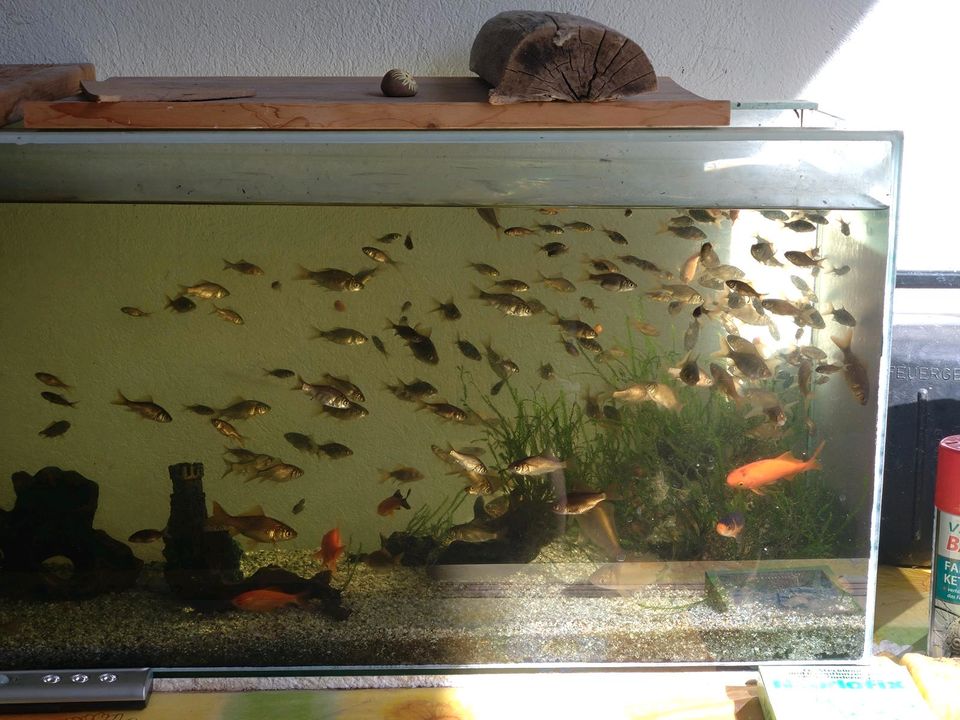 Goldfische aus eigener Gartenteichzucht in Drei Gleichen
