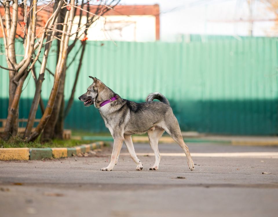 Tierschutz - Huck sucht ein liebevolles Zuhause ! in Düsseldorf