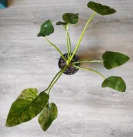 Philodendron Giganteum Variegata, Zimmerpflanze Nordrhein-Westfalen - Mülheim (Ruhr) Vorschau