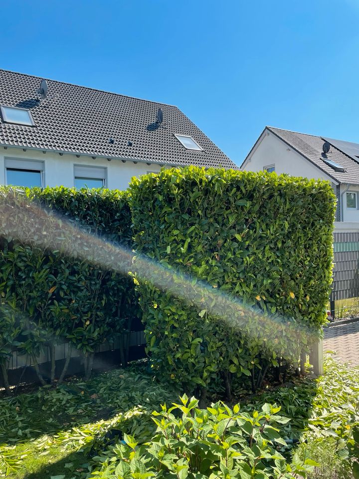 Hecke schneiden in Gelsenkirchen