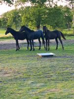 Hengstfohlen Absetzer DR x Araber Friese Mix gute GGA Renoir Niedersachsen - Friedeburg Vorschau