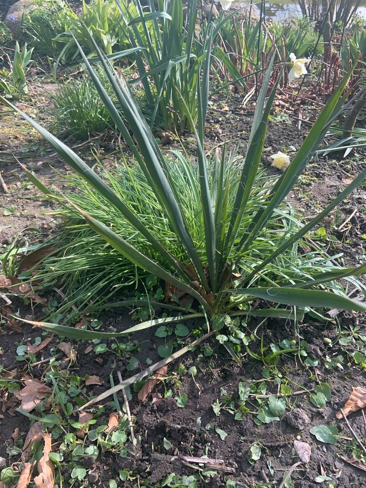 Palmlilie , weiß in Garding